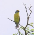 /album/photogallery/yellow-fronted-tinkerbird-at-kotu-nov2010-jpg/